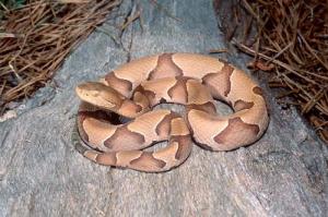 copperhead_big.jpg