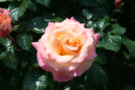 img_6545.jpg