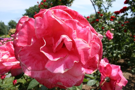 img_6546.jpg